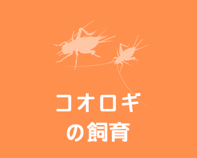 コオロギの飼育