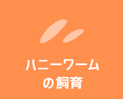 ハニーワームの飼育