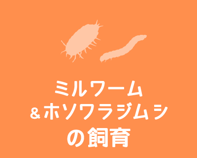 ミルワーム＆ホソワラジムシの飼育