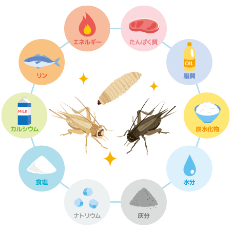 昆虫・餌の栄養成分分析