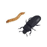 成虫はチャイロコメノゴミムシダマシという甲虫です